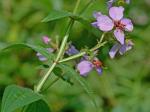 Rhexia virginica L.