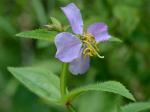 Rhexia virginica L.