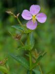 Rhexia virginica L.