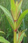 Rhexia virginica L.