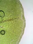 Rhizomnium punctatum (Hedw.) T.J. Kop.