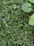 Rhizomnium punctatum (Hedw.) T.J. Kop.