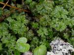 Rhodobryum ontariense (Kindb.) Kindb.