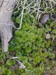 Rhodobryum ontariense (Kindb.) Kindb.