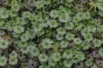 Rhodobryum ontariense (Kindb.) Kindb.