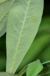 Rhododendron arborescens (Pursh) Torrey