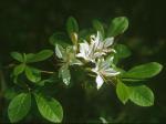 Rhododendron arborescens (Pursh) Torrey