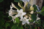 Rhododendron atlanticum (Ashe) Rehder