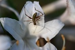 Rhododendron atlanticum (Ashe) Rehder
