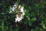Rhododendron atlanticum (Ashe) Rehder