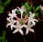 Rhododendron atlanticum (Ashe) Rehder