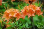 Rhododendron calendulaceum (Michx.) Torr.