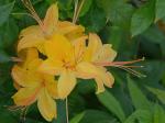 Rhododendron calendulaceum (Michx.) Torr.