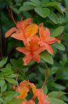 Rhododendron calendulaceum (Michx.) Torr.