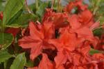 Rhododendron calendulaceum (Michx.) Torr.