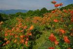 Rhododendron calendulaceum (Michx.) Torr.