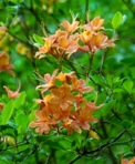 Rhododendron calendulaceum (Michx.) Torr.