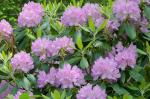 Rhododendron catawbiense Michx.