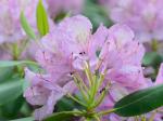 Rhododendron catawbiense Michx.