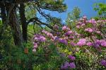 Rhododendron catawbiense Michx.