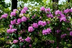Rhododendron catawbiense Michx.