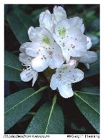 Rhododendron maximum L.