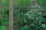 Rhododendron maximum L.