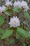 Rhododendron minus Michx.