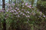 Rhododendron minus Michx.