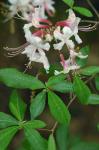 Rhododendron periclymenoides (Michx.) Shinners