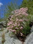 Rhododendron periclymenoides (Michx.) Shinners