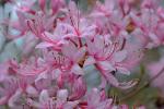 Rhododendron periclymenoides (Michx.) Shinners