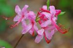 Rhododendron prinophyllum (Small) Millais