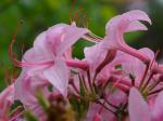 Rhododendron prinophyllum (Small) Millais