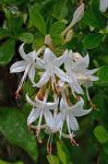 Rhododendron viscosum (L.) Torr. var. viscosum