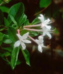 Rhododendron viscosum (L.) Torr. var. viscosum