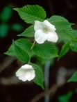 Rhodotypos scandens (Thunb.) Makino