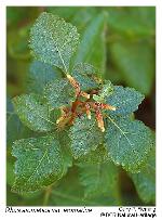 Rhus aromatica Aiton var. aromatica