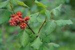 Rhus aromatica Aiton var. aromatica