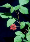Rhus aromatica Aiton var. aromatica