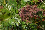 Rhus copallinum L. var. latifolia Engler