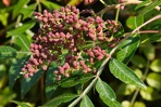 Rhus copallinum L. var. latifolia Engler