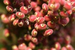 Rhus copallinum L. var. latifolia Engler