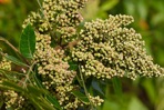 Rhus copallinum L. var. latifolia Engler