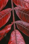 Rhus copallinum L. var. latifolia Engler
