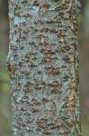 Rhus copallinum L. var. latifolia Engler