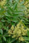 Rhus copallinum L. var. latifolia Engler