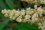 Rhus copallinum L. var. latifolia Engler