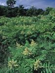 Rhus glabra L.