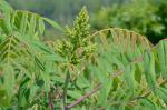 Rhus glabra L.